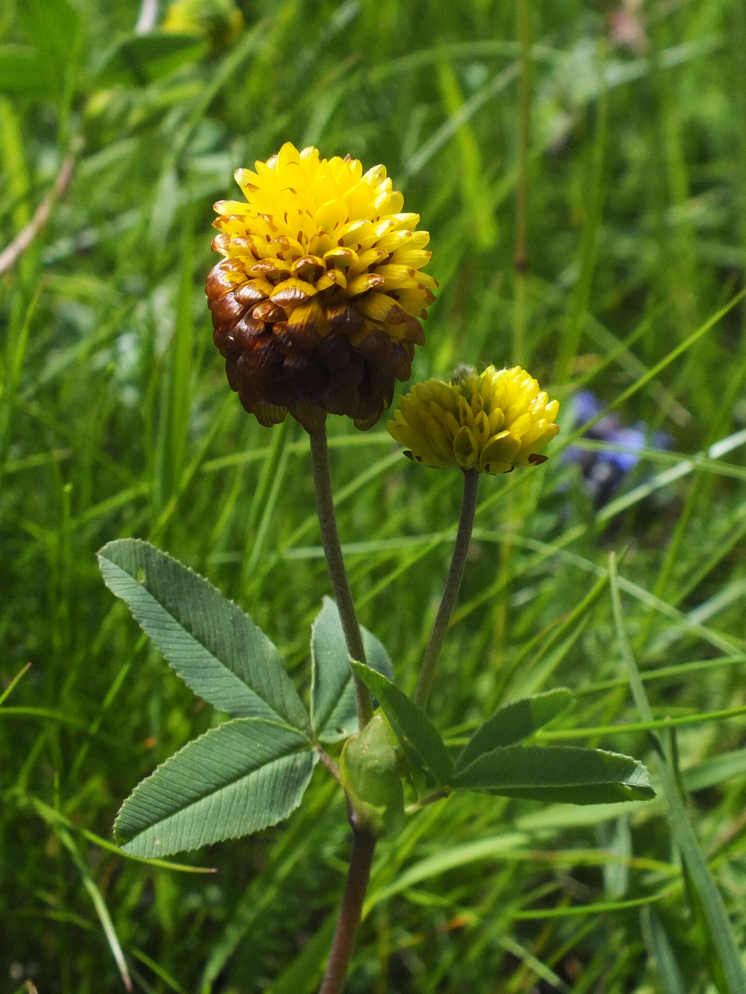 Sivun Trifolium badium Schreb. kuva