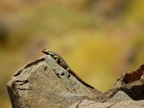 Image of Phymaturus verdugo Cei & Videla 2003