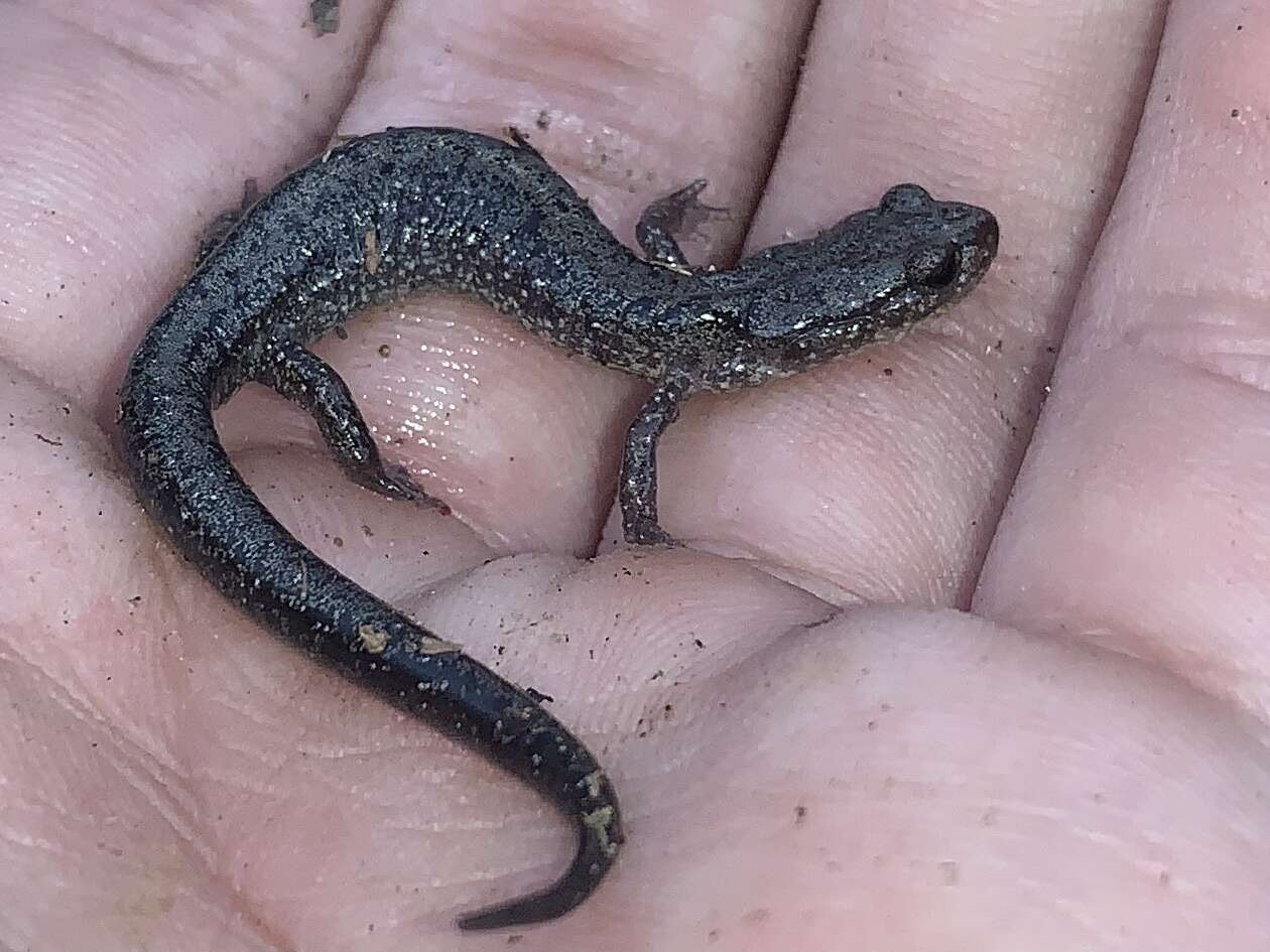 Image of Blacksburg Salamander