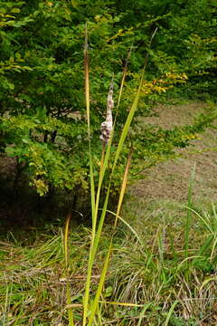 Image of Typha shuttleworthii W. D. J. Koch & Sond.