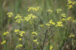 Image of diffuse wallflower