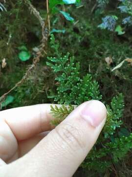 Image of <i>Hymenophyllum polyanthon</i>