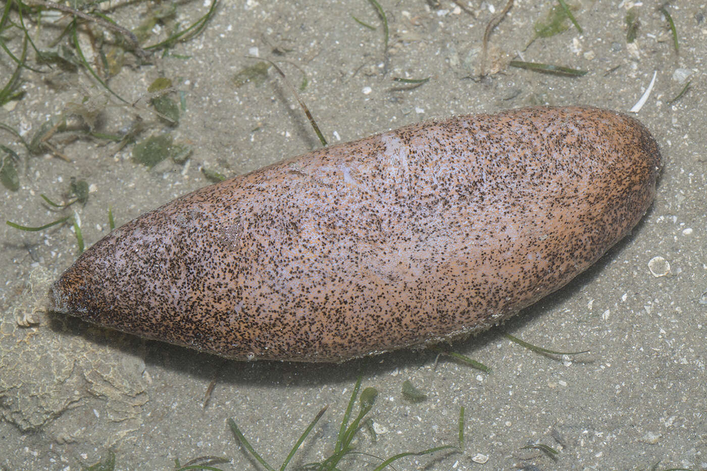 Imagem de Acaudina leucoprocta (H. L. Clark 1938)