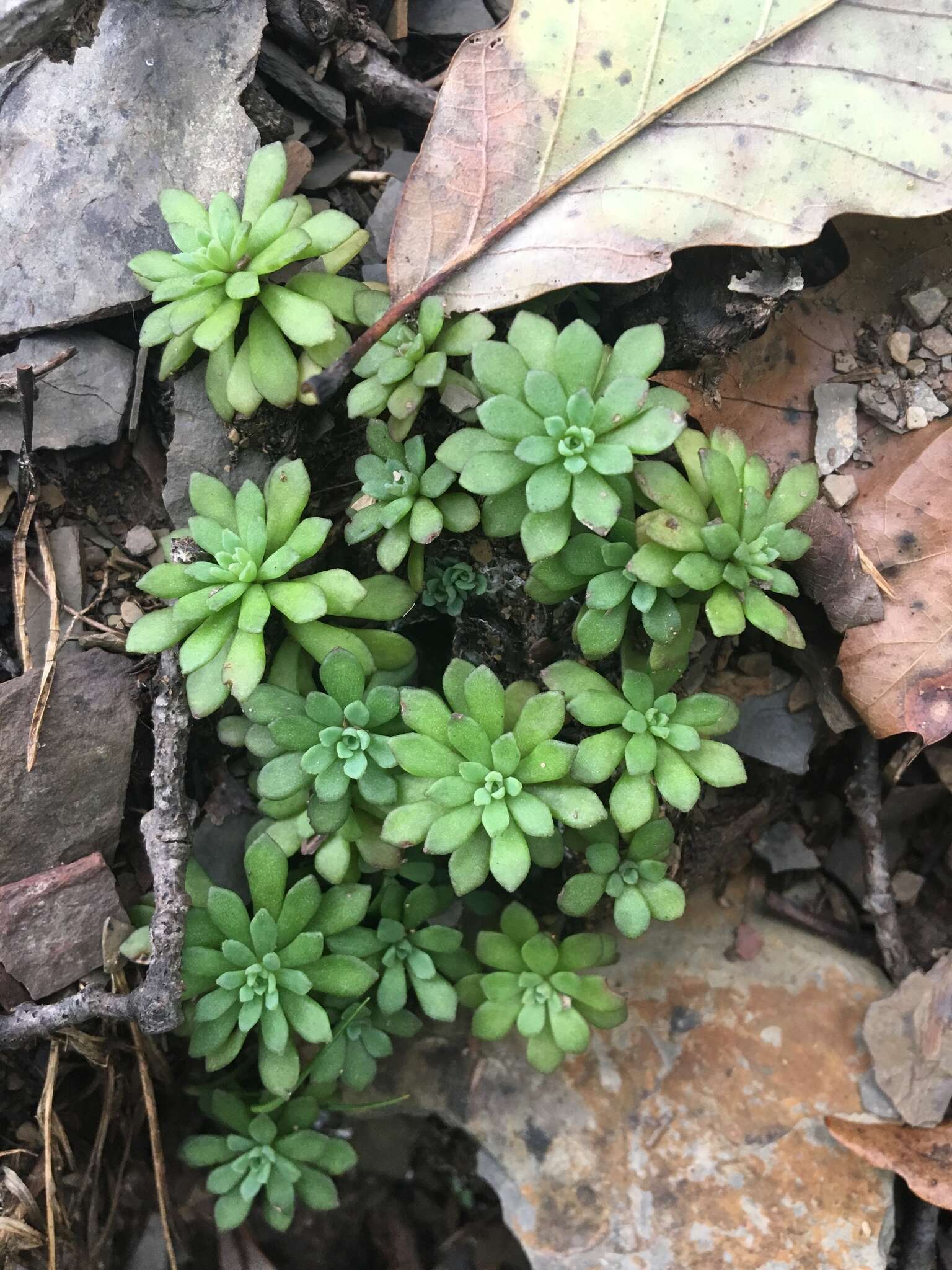 Imagem de Sedum glaucophyllum R. T. Clausen