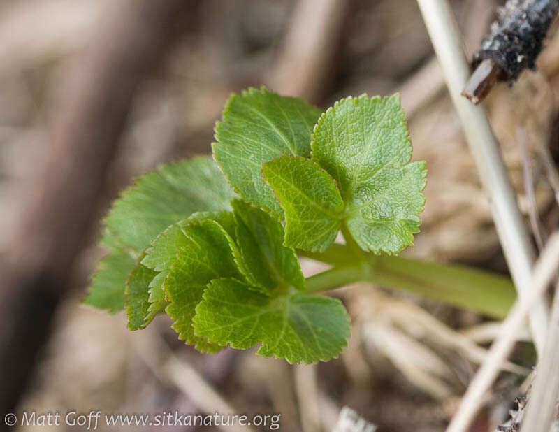 Image of seacoast angelica