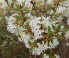 Image of Styphelia exarrhena (F. Muell.) F. Muell.