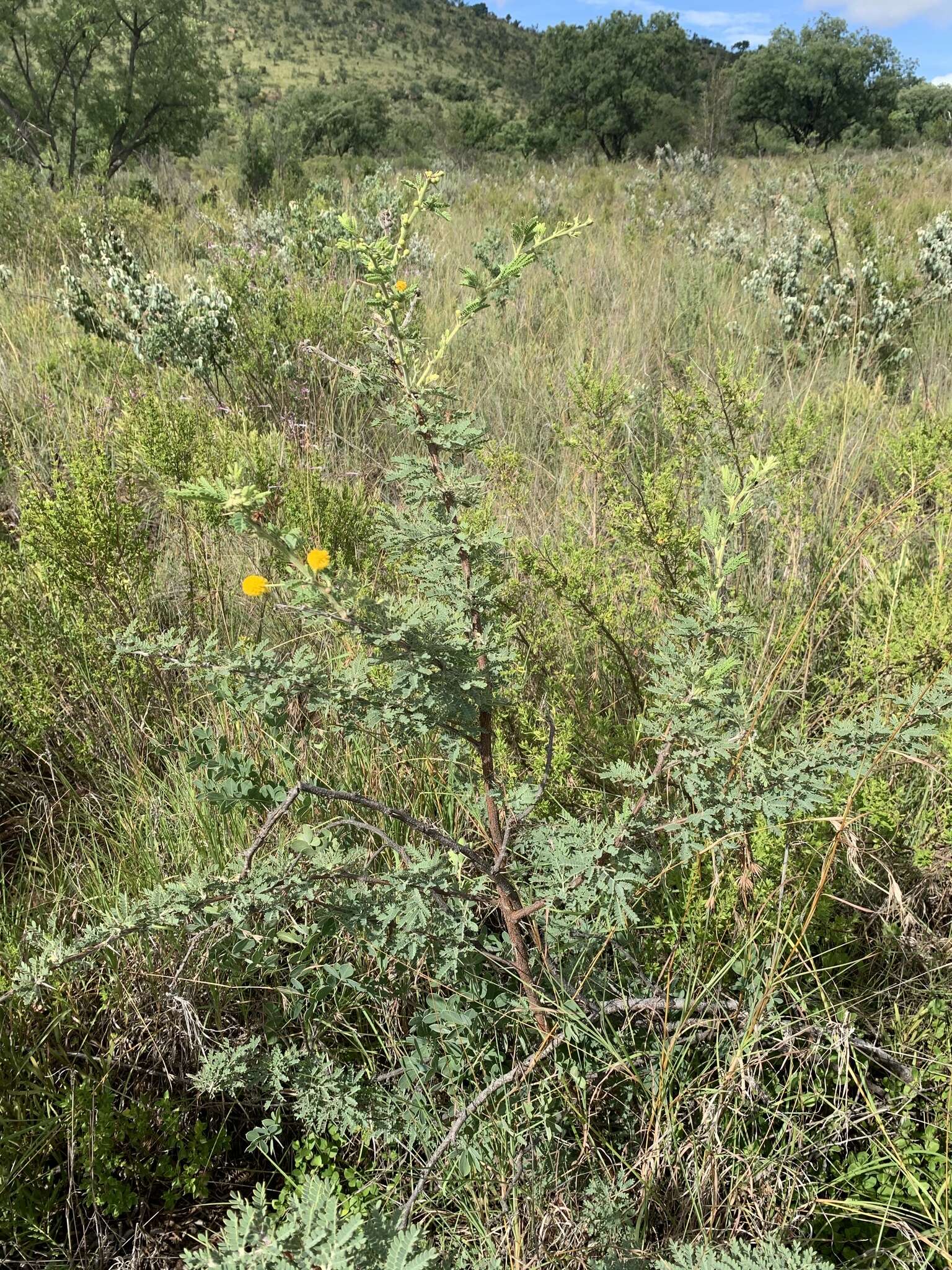 Image of Vachellia robbertsei (P. P. Sw.) Kyal. & Boatwr.