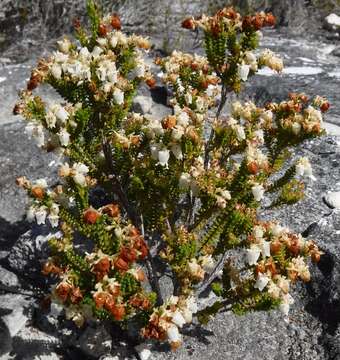 Image of Erica oblongiflora Benth.