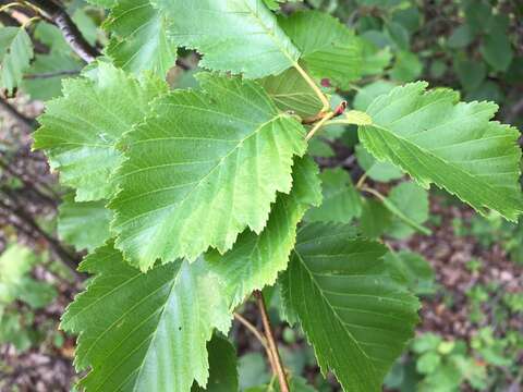 Image of thinleaf alder