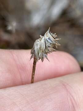 Sivun Helianthus porteri (A. Gray) J. F. Pruski kuva