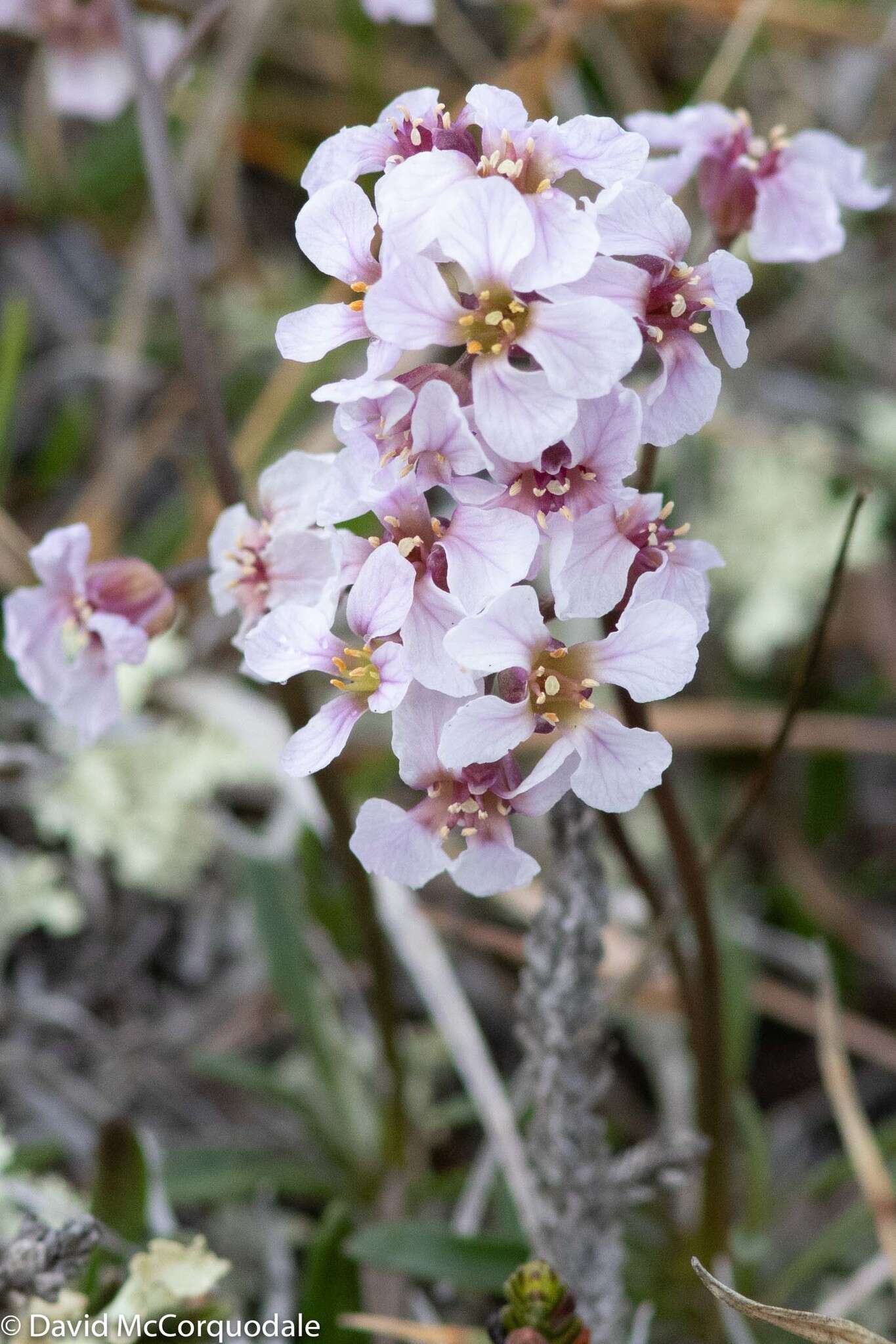 صورة Parrya arctica R. Br.