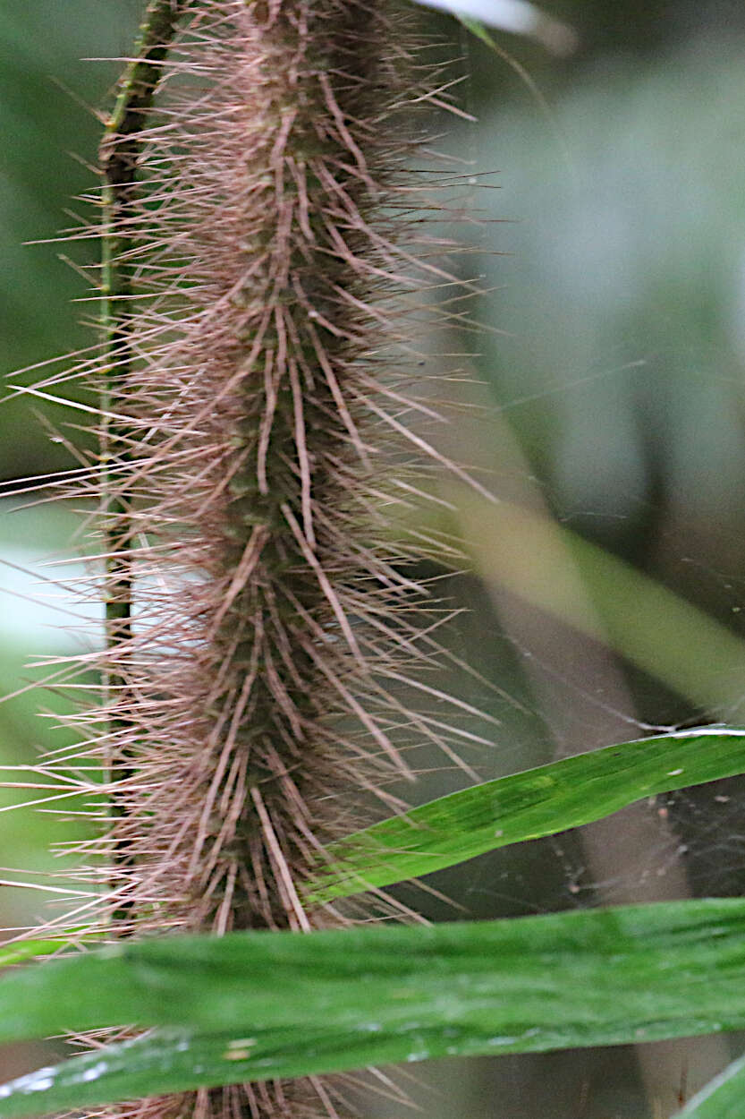 Image of Hairy Mary