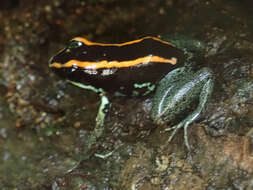 Image of Golfodulcean Poison Frog