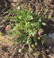 Image of Townsendia florifera (Hook.) A. Gray