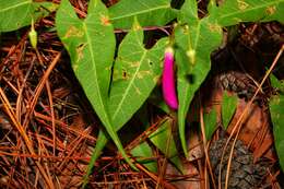 Plancia ëd Ipomoea caudata Fern.