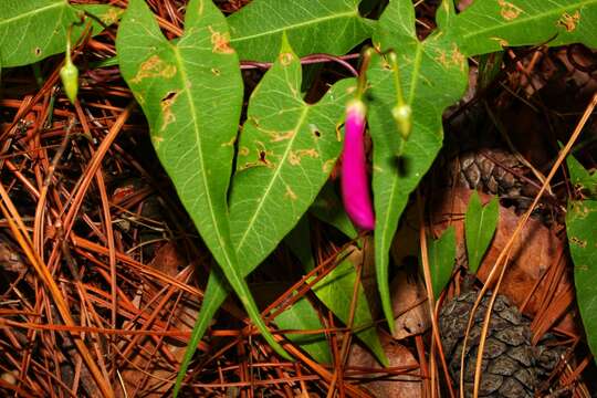 Sivun Ipomoea caudata Fern. kuva