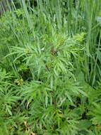 Image of Artemisia rubripes Nakai