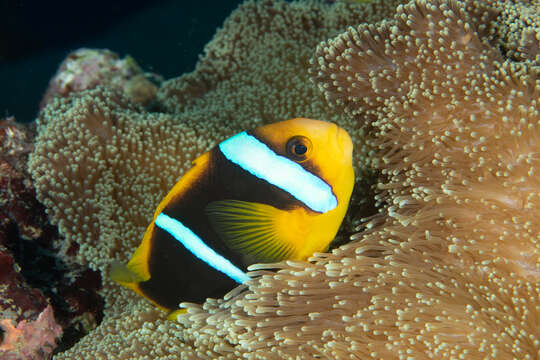 Image of Orange-fin anemonefish