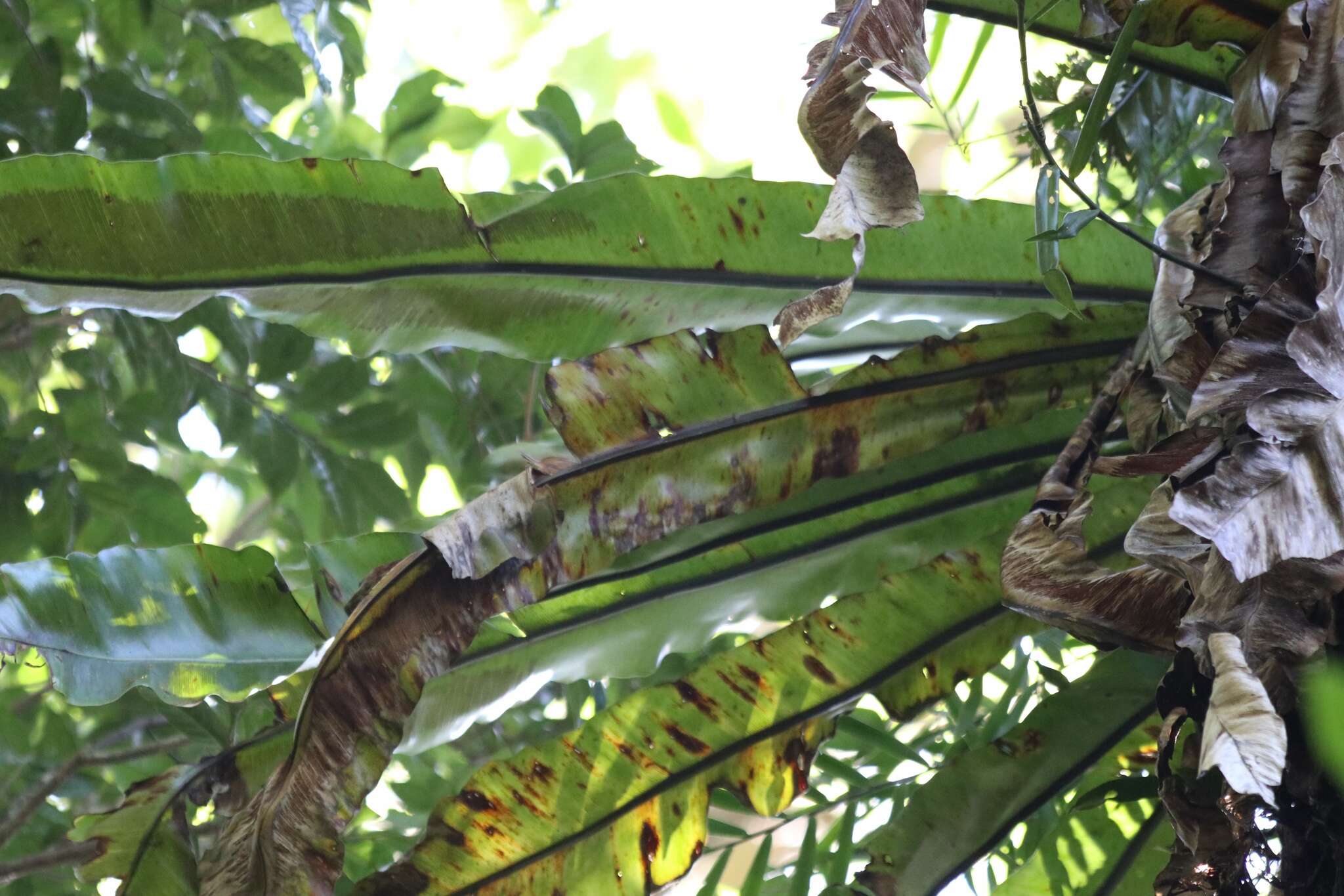 Image of Australian bird's-nest fern