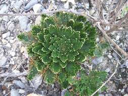 Selaginella lepidophylla (Hook. & Grev.) Spring resmi