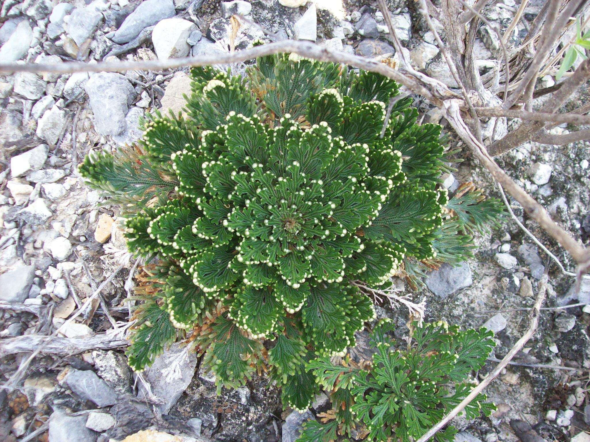 Selaginella lepidophylla (Hook. & Grev.) Spring resmi