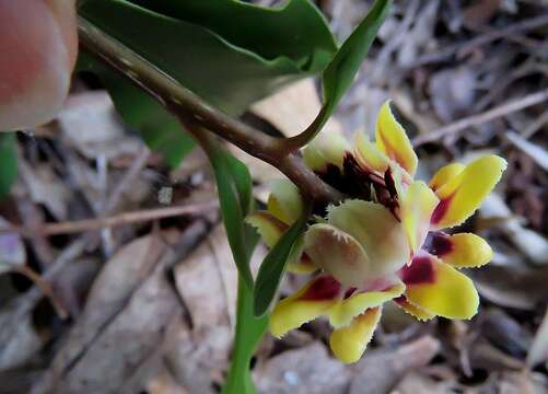 Image of Eupomatia bennettii F. Müll.