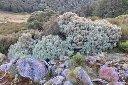 Image of Olearia moschata Hook. fil.