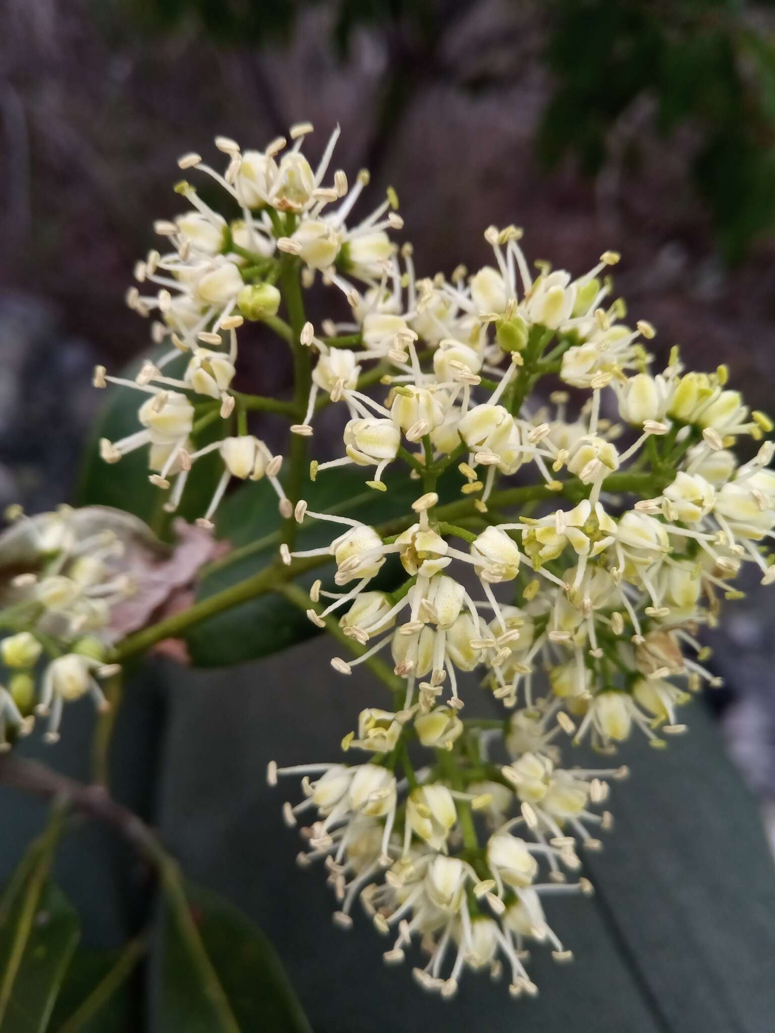 Image of Melicope madagascariensis (Baker) T. G. Hartley