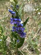 Image of Brandegee's penstemon