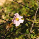 Image of Solanum graniticum A. R. Bean
