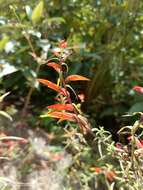 Слика од Castilleja integrifolia L. fil.