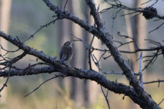 Image of Bachman's Sparrow