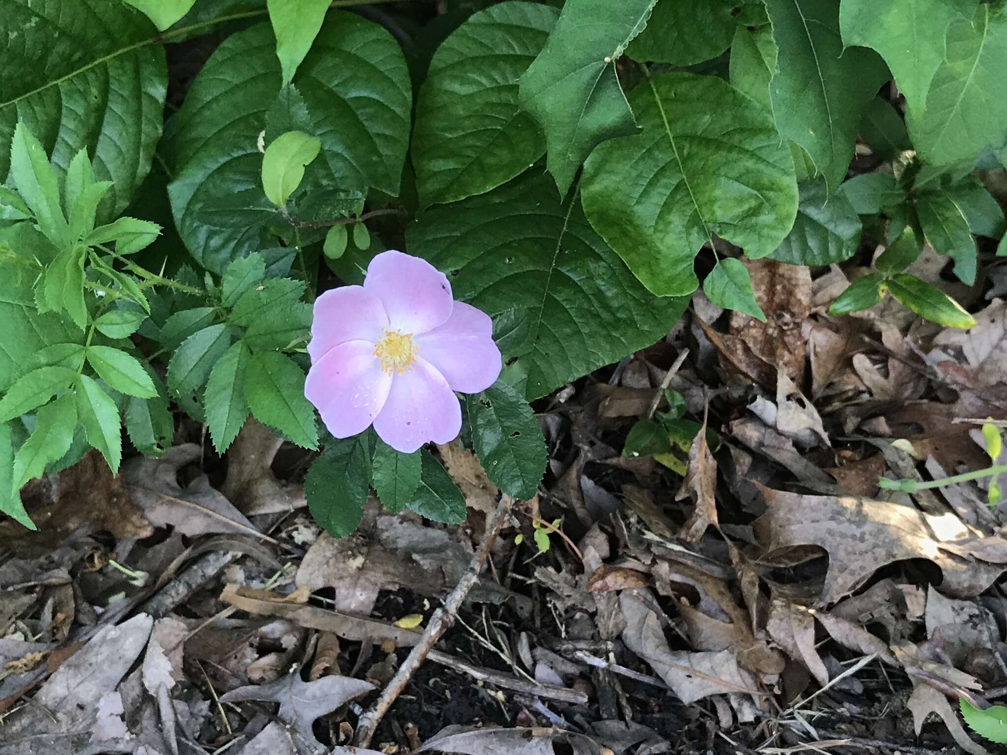 Plancia ëd Rosa virginiana J. Herrmann