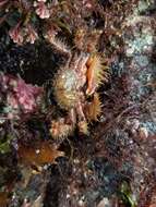 Image of hairy crab