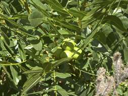 Image de Juglans californica S. Wats.