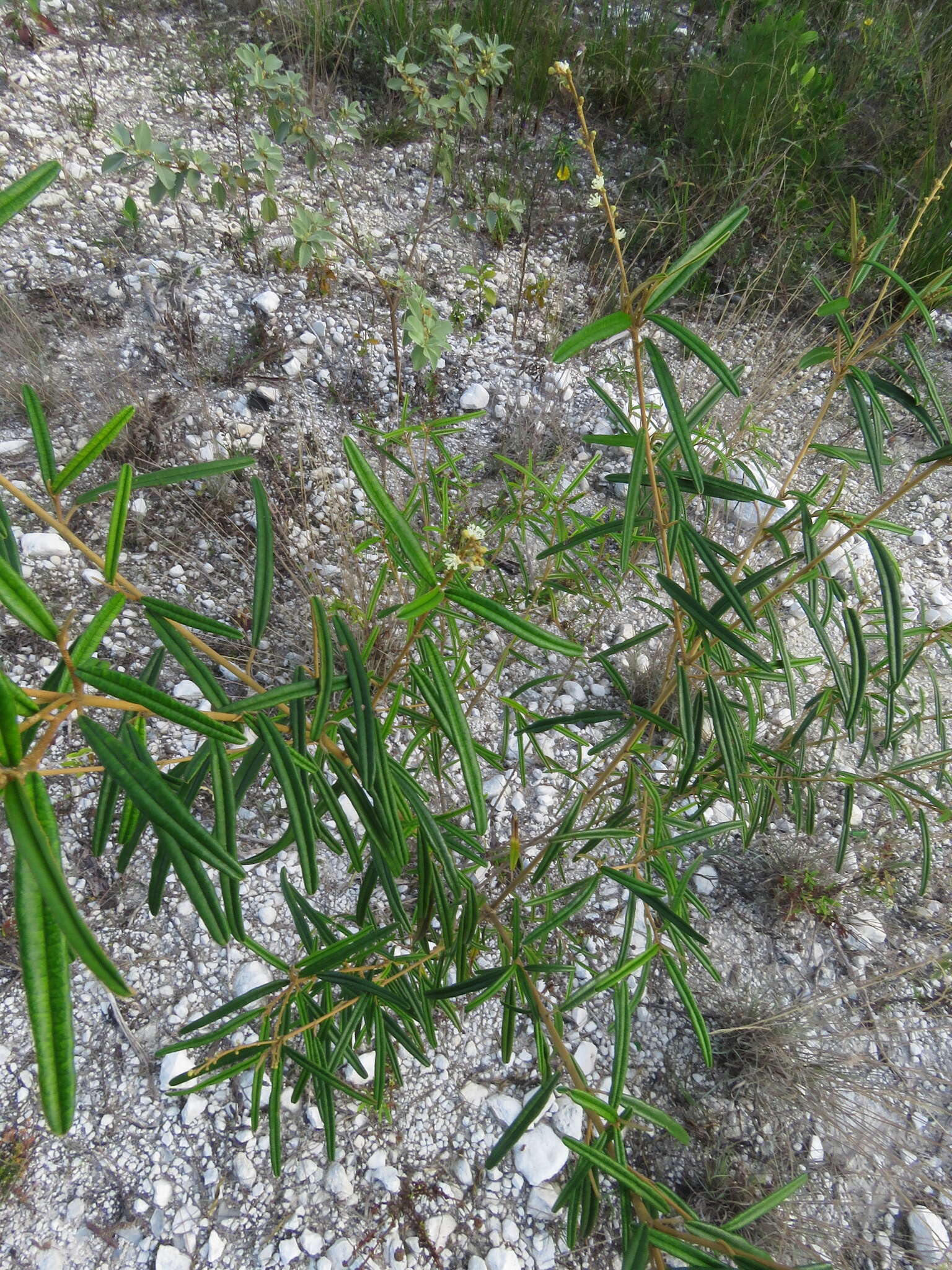 Слика од Croton linearis Jacq.