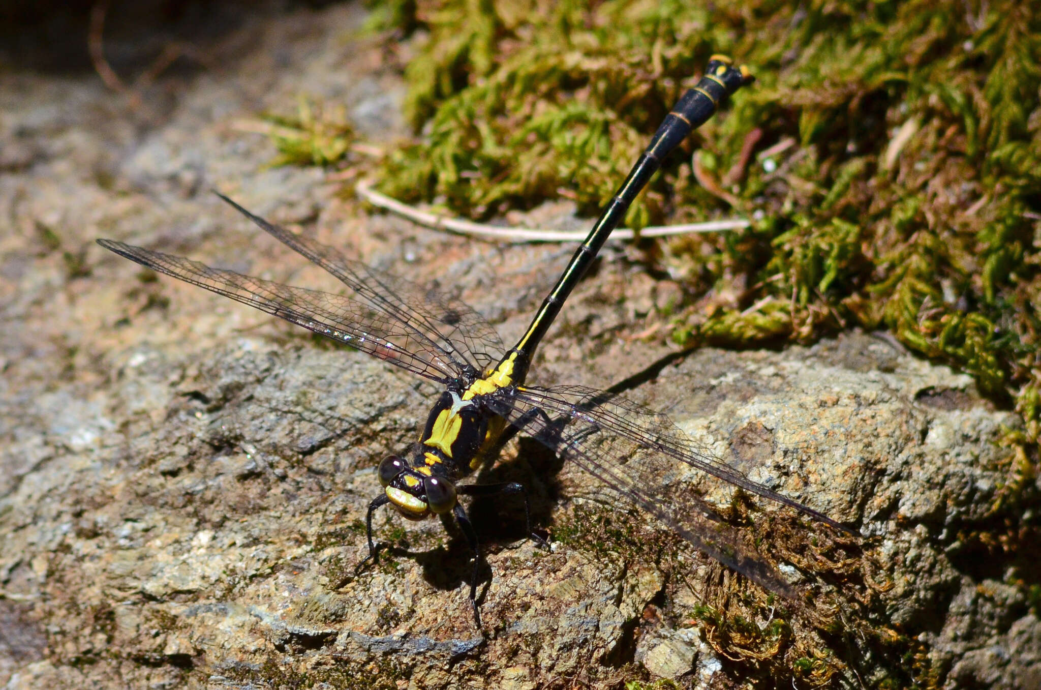 Image of Octogomphus Selys 1873