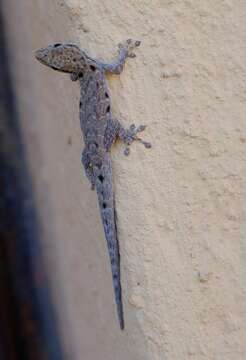 Image of Stevenson's Dwarf Gecko