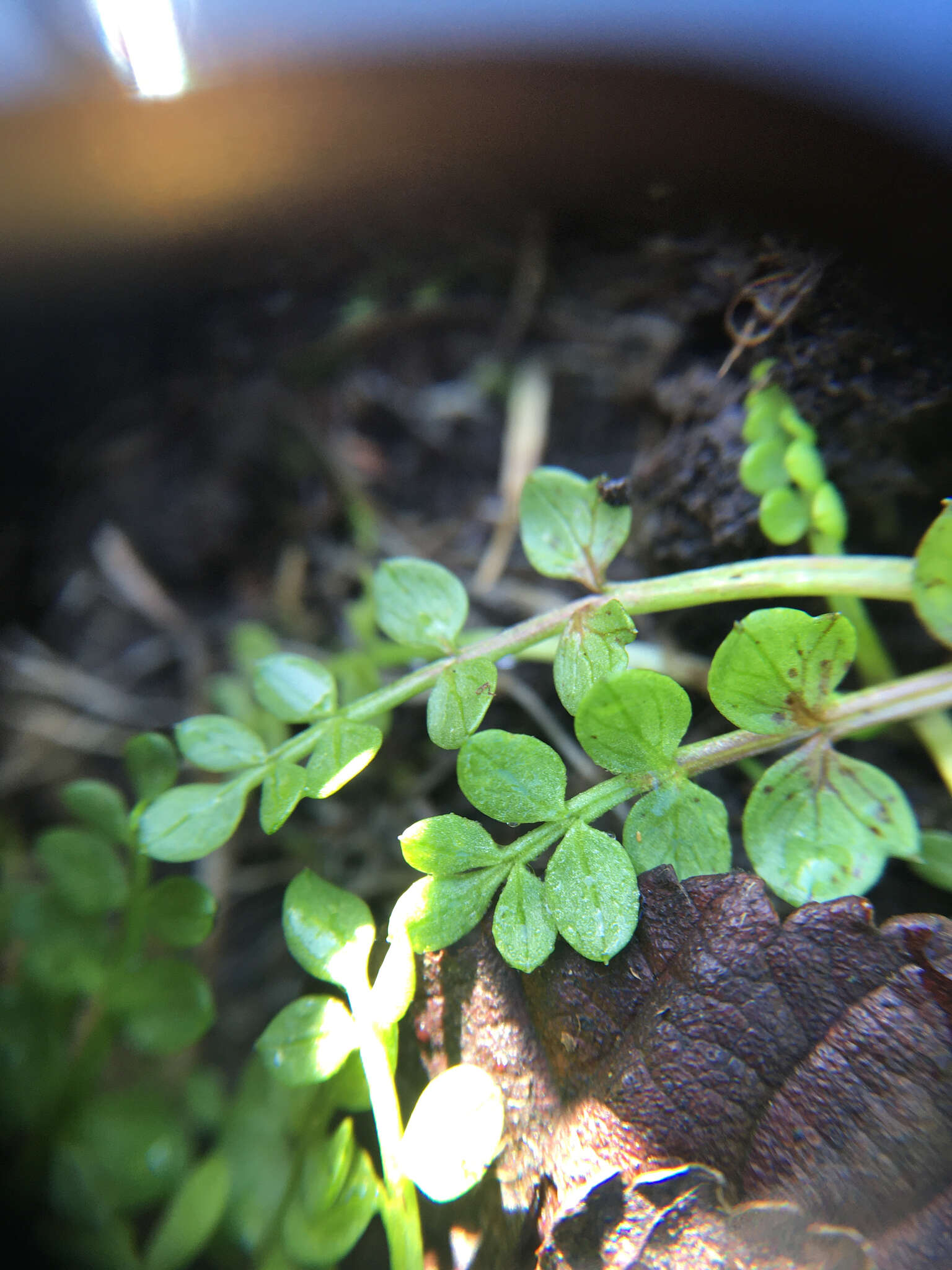 Image of Macoun's meadowfoam