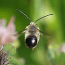 Image of Eucera actuosa (Cresson 1879)