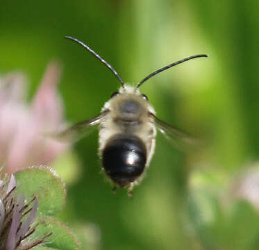 Image of Eucera actuosa (Cresson 1879)