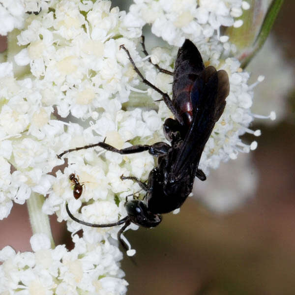 Image of Aporus unicolor Spinola 1808