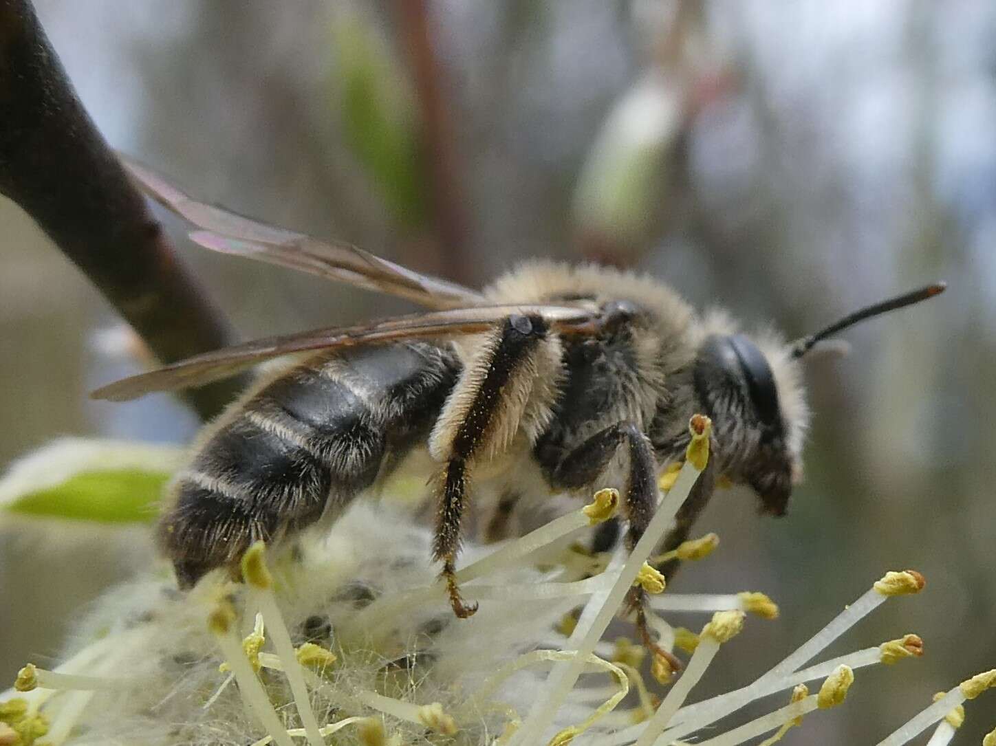 Image of Trout-lily Andrena