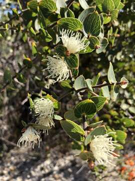 Image of Hakea ferruginea Sweet