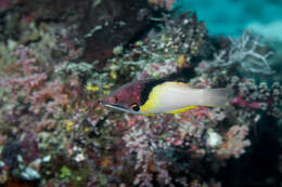 Image of Black-belt hogfish