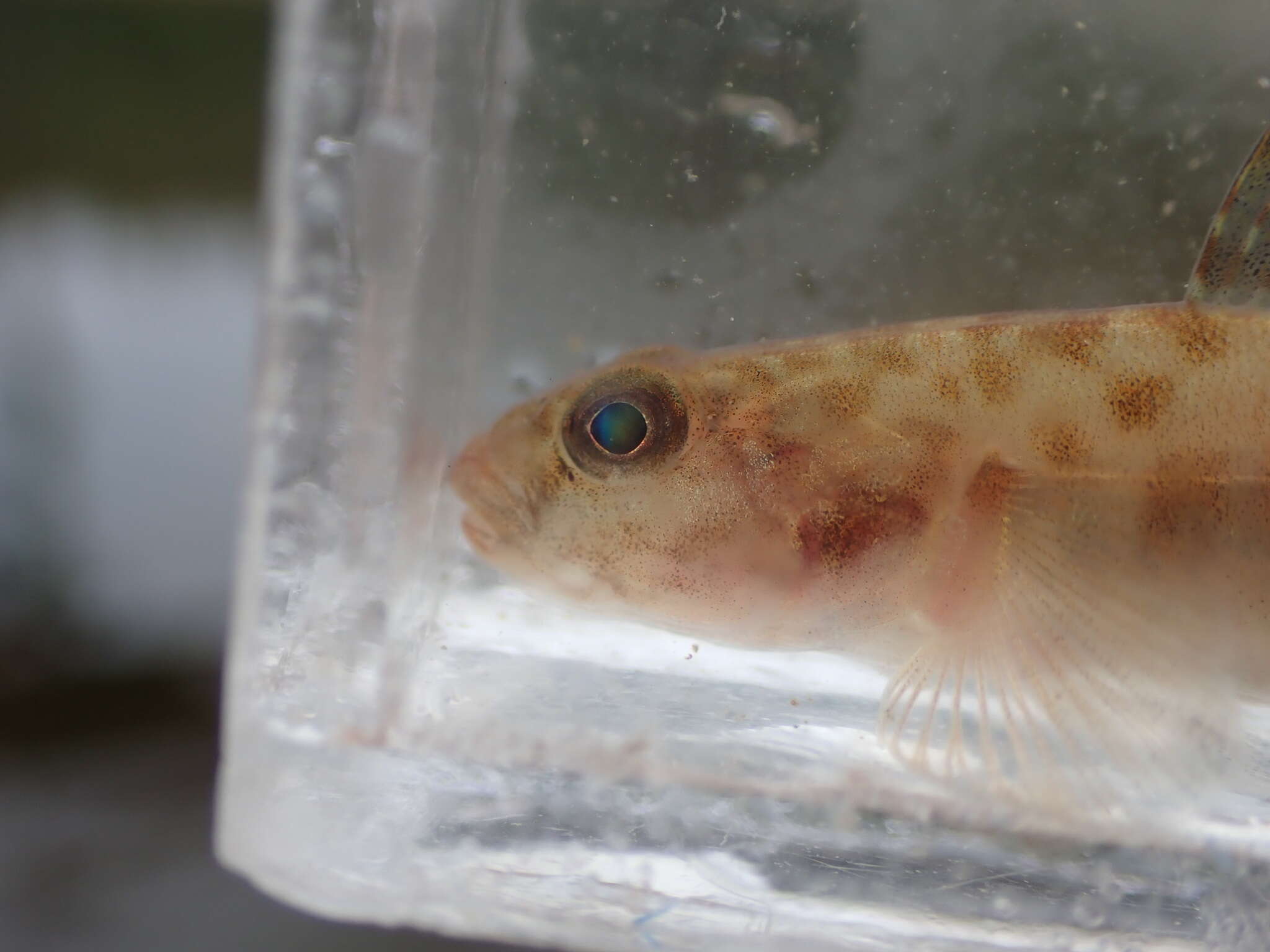 Image of Bay goby