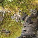 Image of Banded Rock Rattlesnake