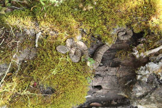 Crotalus lepidus maculosus Tanner, Dixon & Harris 1972 resmi