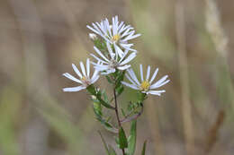 Image of Hall's aster