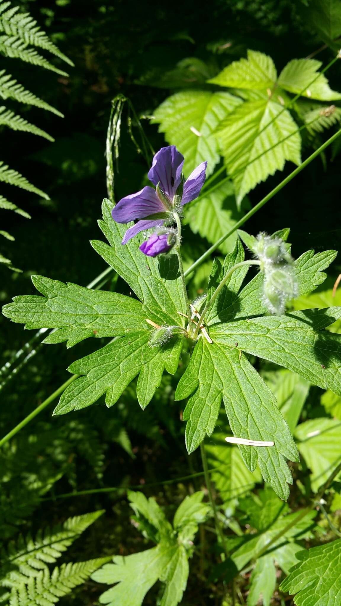 Imagem de Geranium erianthum DC.